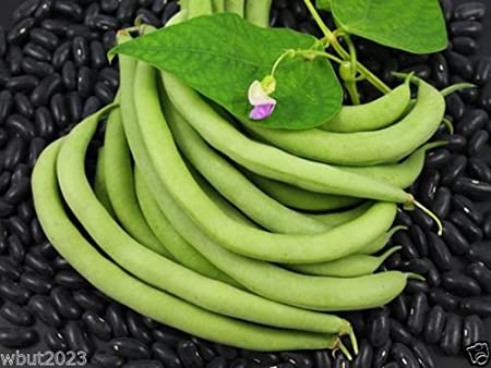 Black Valentine Bush Bean, 50 Heirloom Seeds Per Packet, Non GMO Seeds
