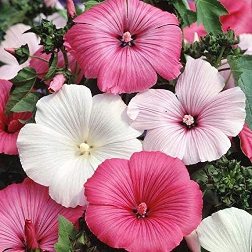 Rose Mallow Dwarf Mix, 100 Seeds Per Packet, Non GMO Seeds