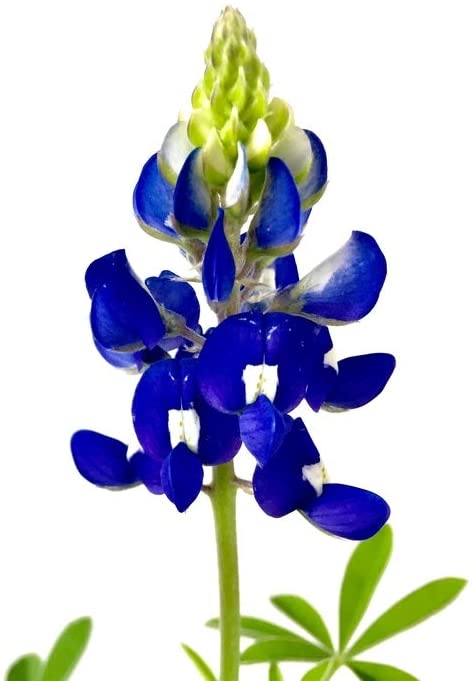 Texas Bluebonnet