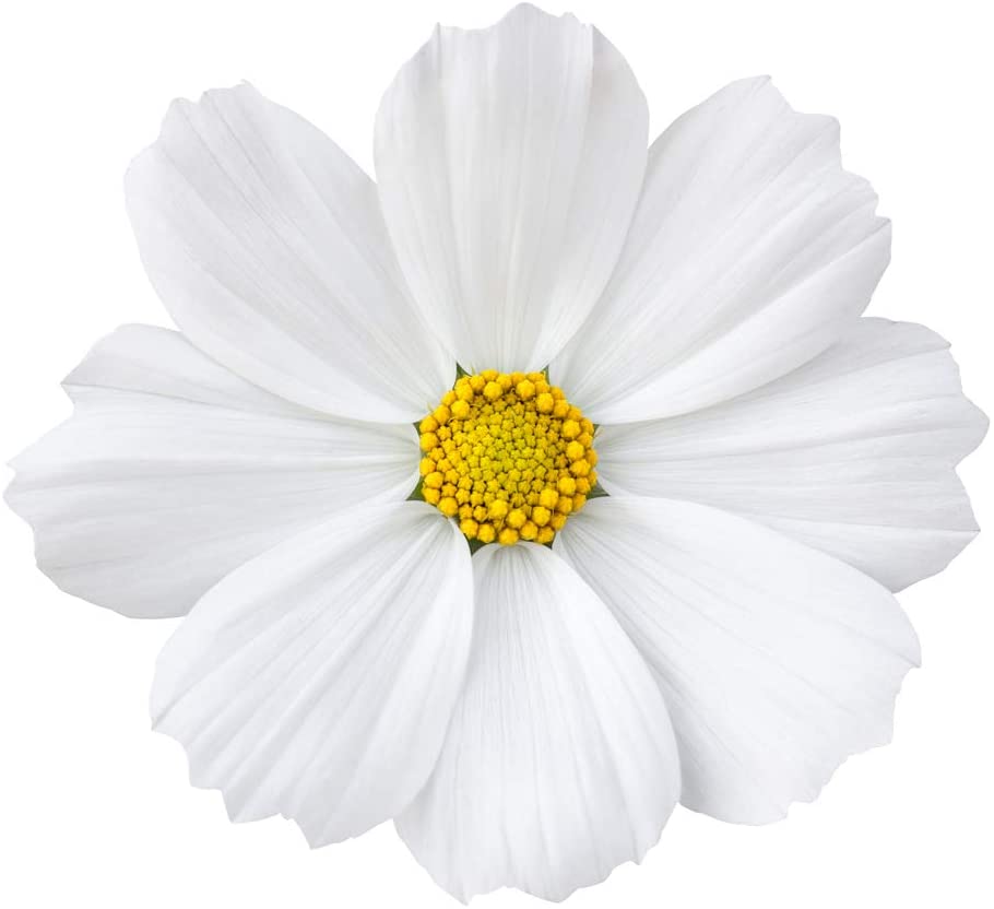 Cosmos Bipinnatus Dwarf White, 100 Seeds Per Packet, Non GMO Seeds