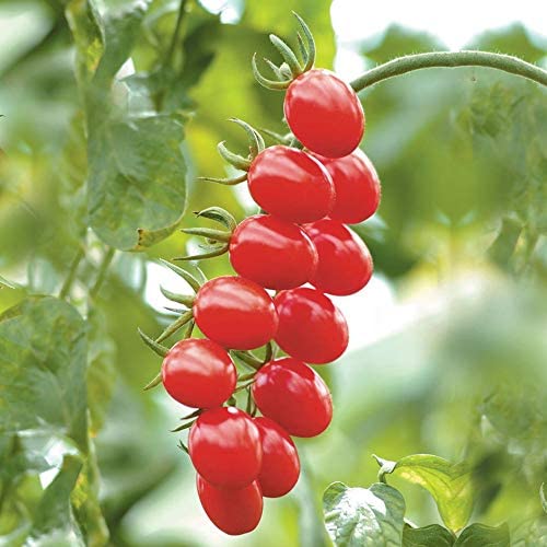 Sugar Plum F1 Hybrid Tomato