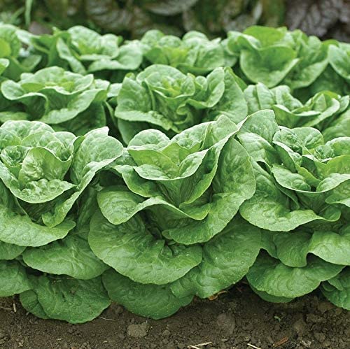 Winter Density Lettuce, 1000 Heirloom Seeds Per Packet, Non GMO Seeds