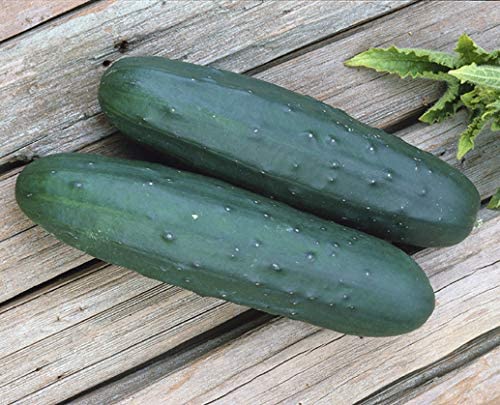 Cobra Hybrid Cucumber, 25 Heirloom Seeds Per Packet, Non GMO Seeds