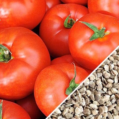 Caribe Tomato, 100 Heirloom Seeds Per Packet, Non GMO Seeds