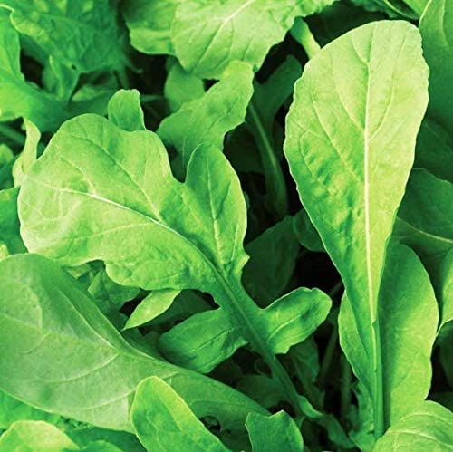 Astro Arugula, 1000 Heirloom Seeds Per Packet, Non GMO Seeds