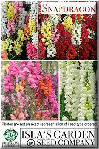 Fairy Bouquet Snapdragon