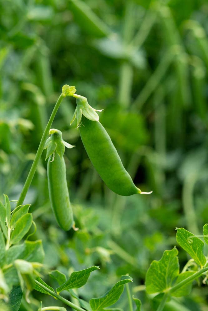 Sugar Sprint Snap Pea