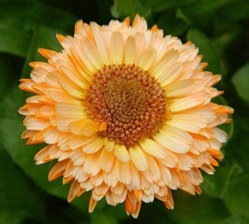 Calendula Apricot Pacific Beauty, 250 Seeds Per Packet, Non GMO Seeds