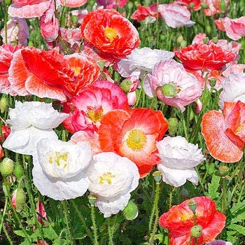 Double Shirley Poppy Mix, 3000 Seeds Per Packet