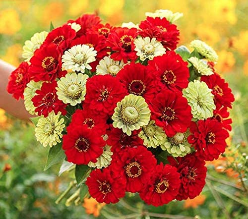 Zinnia Seeds Christmas in July Mix