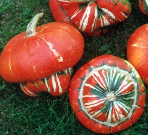 Turks Turban Gourd Squash
