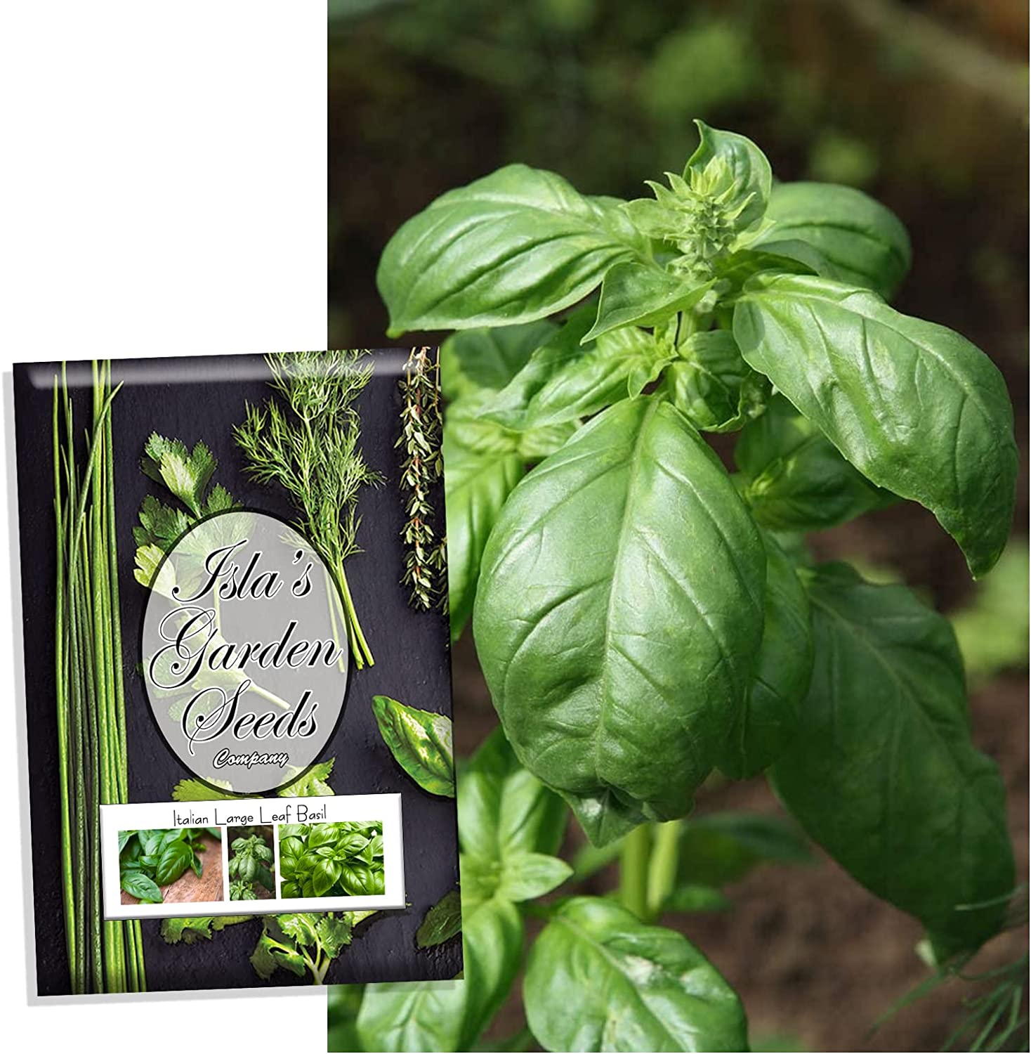 Italian Large Leaf Basil seeds 500 Heirloom Seeds Per Packet Non GMO Seeds