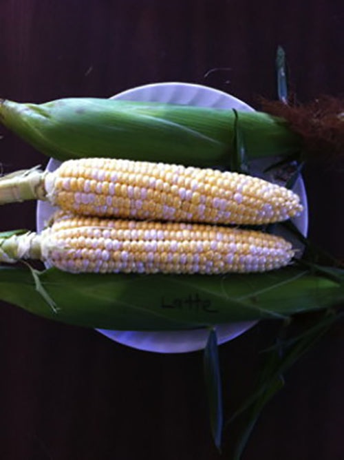 "Latte Bi-Color" Sweet Corn, 25+ Seeds Per Packet, Non GMO & Heirloom Seeds, Botanical Name: Zea mays