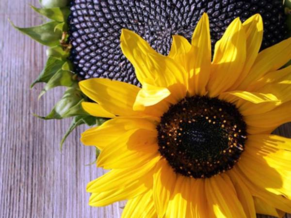 Black Oil Sunflower Seeds, 150 Flower Seeds Per Packet