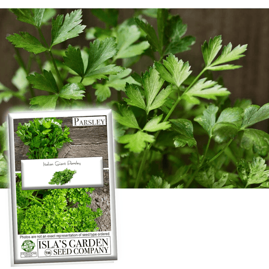 Italian Giant Parsley Seeds, 200+ Heirloom Seeds Per Packet, Non GMO Seeds, Botanical Name: Petroselinum crispum,