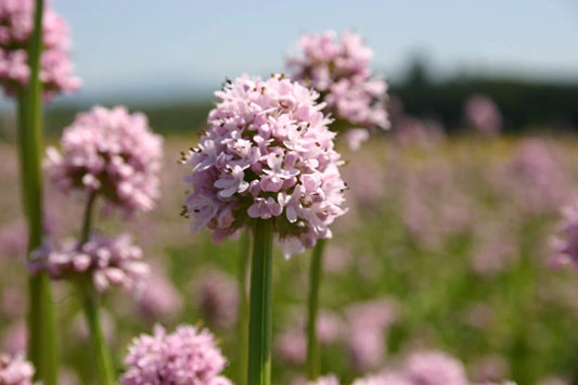 Sea Blush Flowers, 100 Seeds Per Packet, Non GMO Seeds