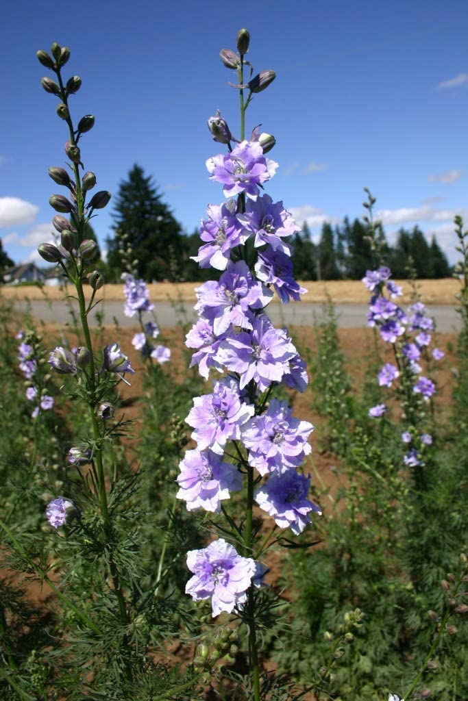 Larkspur Rocket Light Blue, 250 Seeds Per Packet, Non GMO Seeds