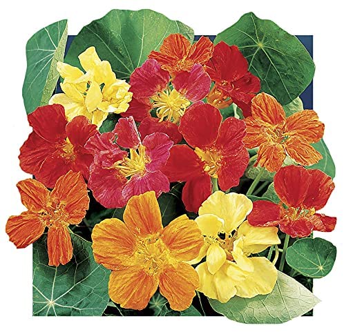 Nasturtium Whirlybird, 25 Heirloom Seeds Per Packet, Non GMO Seeds