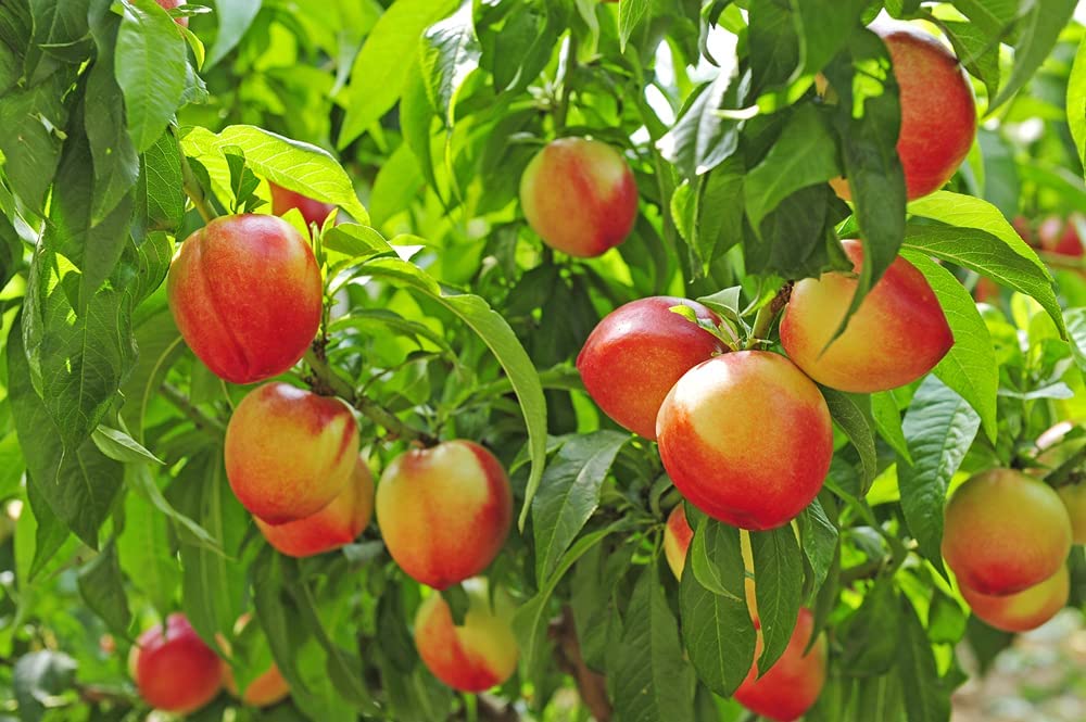 Lovell Peach Tree