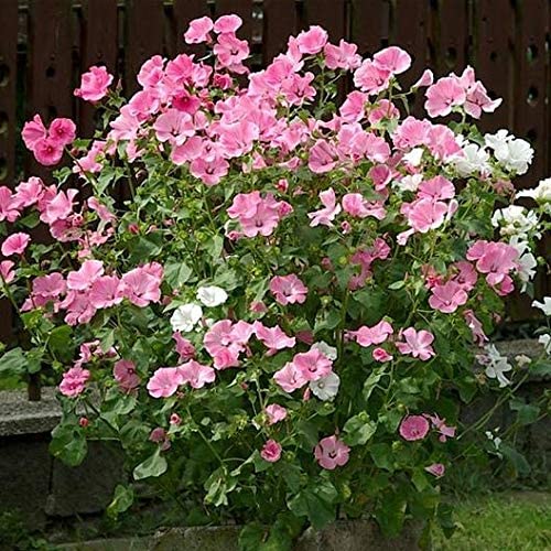 Rose Mallow Dwarf Mix, 100 Seeds Per Packet, Non GMO Seeds