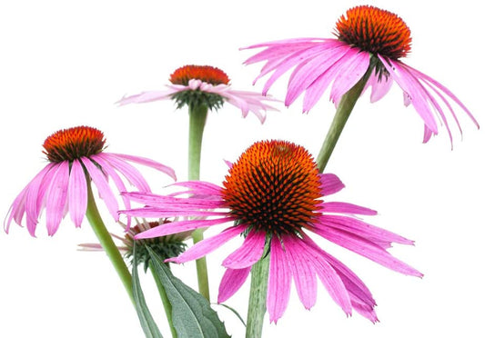Echinacea Purple Coneflower, 750 Seeds Per Packet, Non GMO Seeds