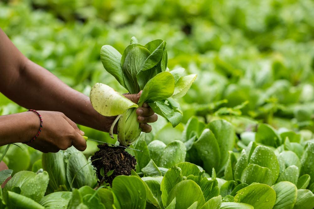 Pak Choi Cabbage, 500 Heirloom Seeds Per Packet, Non GMO Seeds