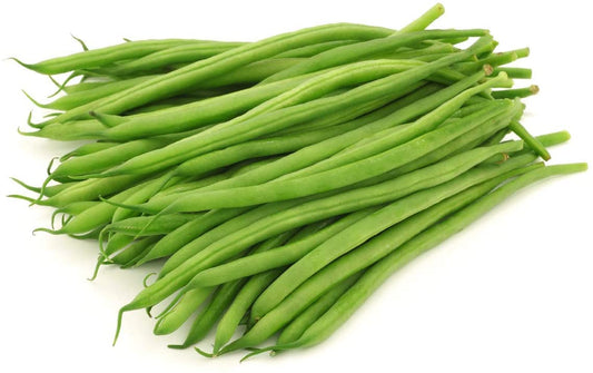 Harvester Bush Bean, 50 Heirloom Seeds Per Packet, Non GMO Seeds