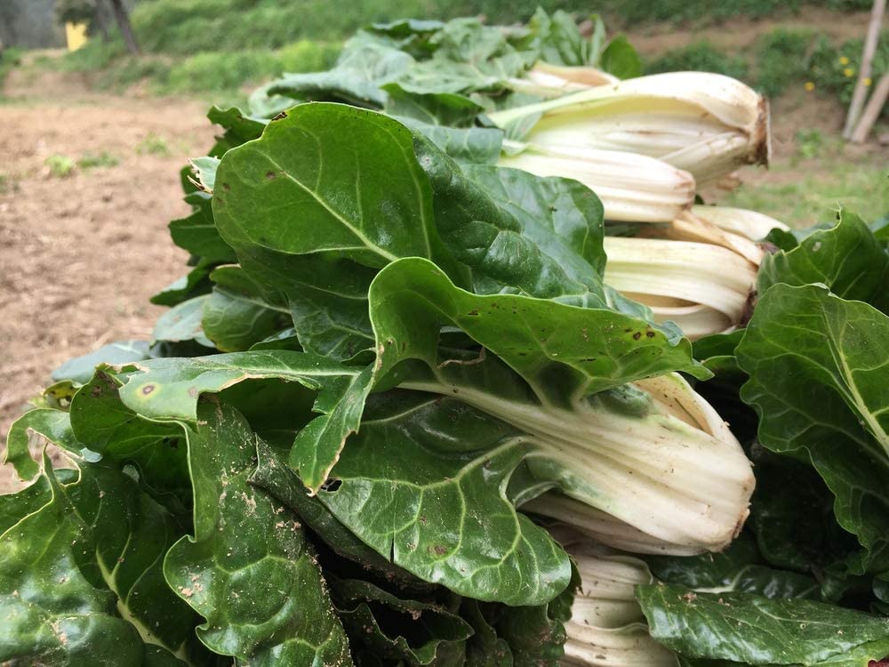 Silver Ice Swiss Chard