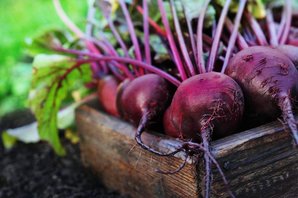 Red Ace Hybrid Beet, 100 Heirloom Seeds Per Packet, Non GMO Seeds
