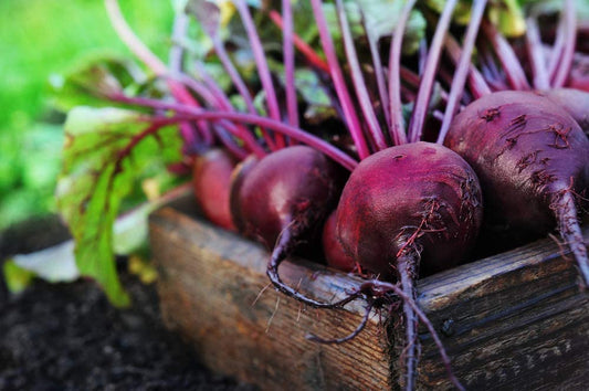 Red Ace Hybrid Beet, 100 Heirloom Seeds Per Packet, Non GMO Seeds