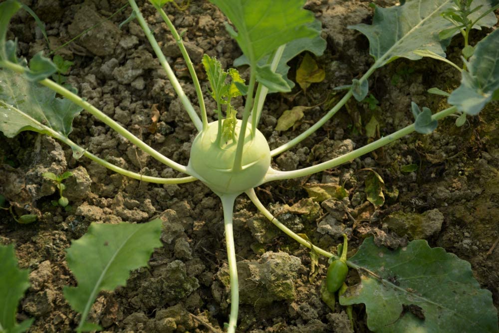 Early White Vienna Kohlrabi, 300 Heirloom Seeds Per Packet, Non GMO Seeds