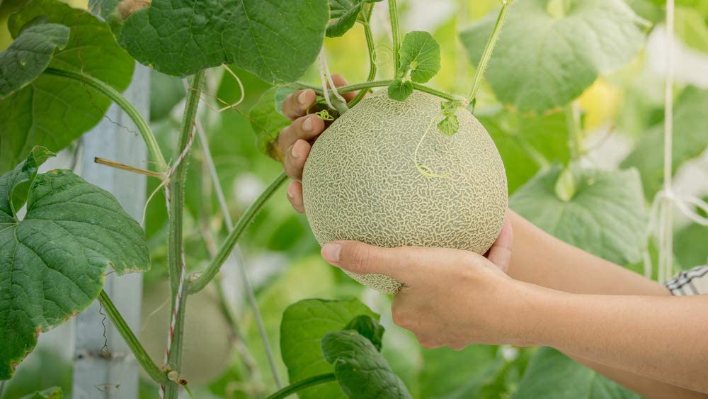 Imperial 45 Cantaloupe, 50 Heirloom Seeds Per Packet, Non GMO Seeds