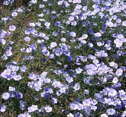 Linum Blue Flax, 250 Seeds Per Packet, Non GMO Seeds