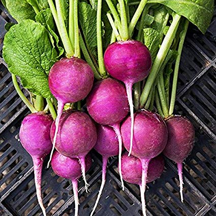 Purple Plum Radish, 150 Heirloom Seeds Per Packet, Non GMO Seeds