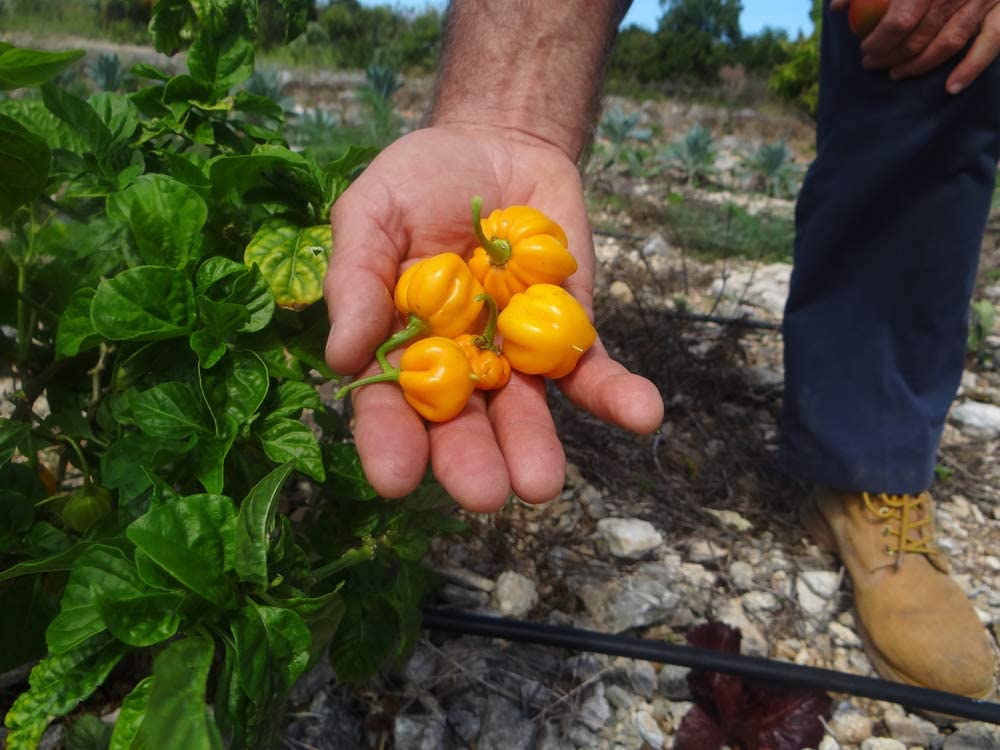 Lemon Habañero Hot Pepper, 25 Heirloom Seeds Per Packet, Non GMO Seeds
