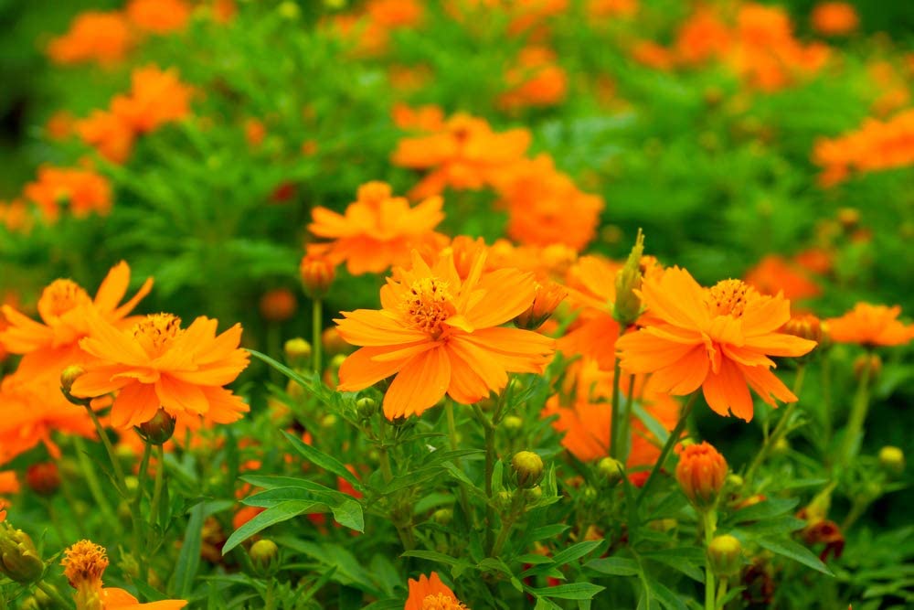 Cosmos Klondyke Orange Flowers, 100 Seeds Per Packet, Non GMO Seeds