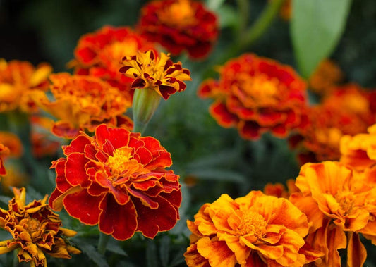Sparky Mix Marigolds