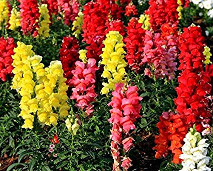 Tetra Snapdragon Mix, 2000 Flower Seeds Per Packet