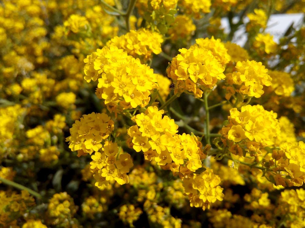 Basket of Gold Yellow Alyssum, 500 Seeds Per Packet