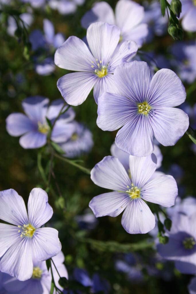 Linum Blue Flax, 250 Seeds Per Packet, Non GMO Seeds