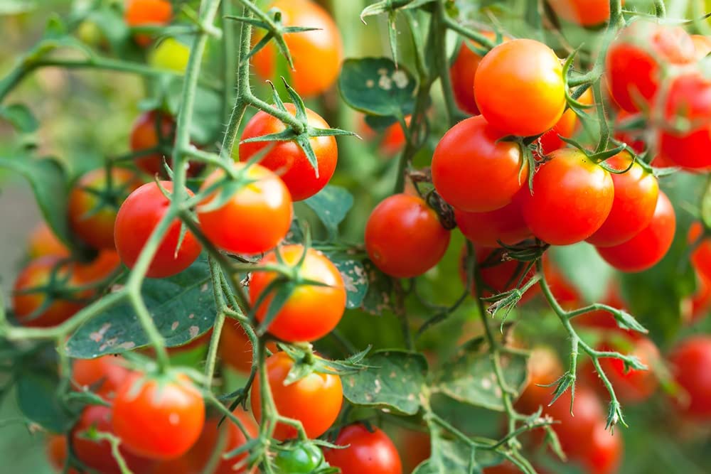 Baxter's Early Bush Cherry Tomato, 100 Heirloom Seeds Per Packet, Non GMO Seeds