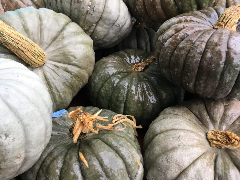 Jarradale Pumpkin Seeds, 10 Heirloom Seeds Per Packet, Non GMO Seeds, Botanical Name: Cucurbita Maxima