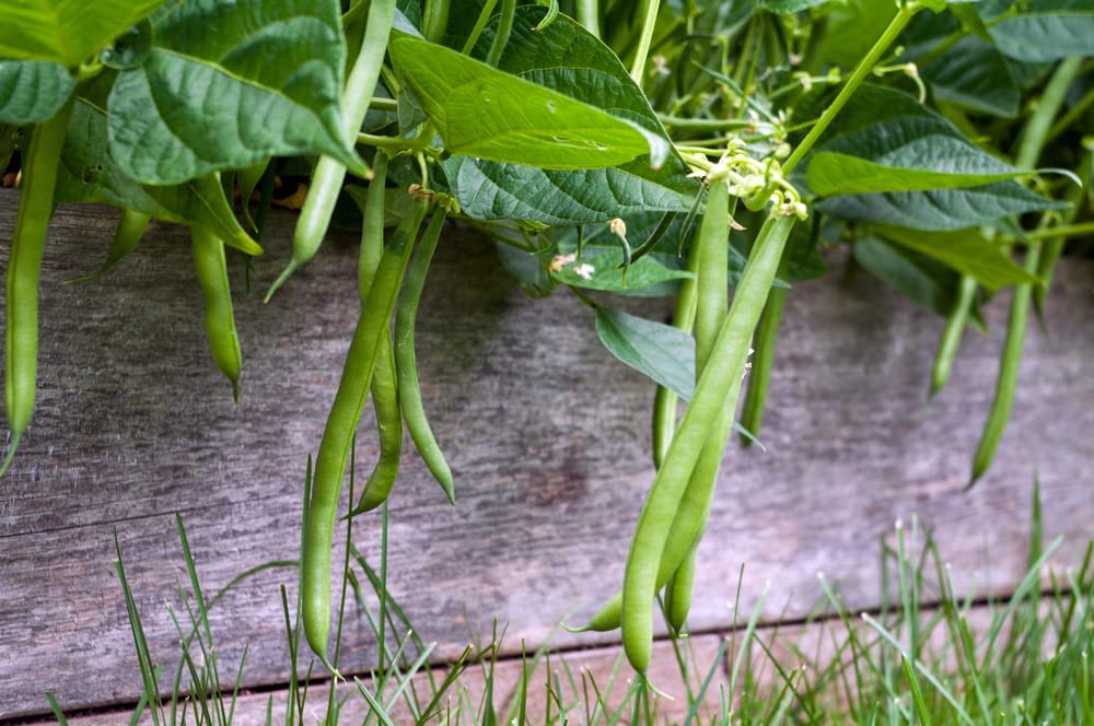 Blue Lake Bush Green Bean Seeds, 50 Heirloom Seeds Per Packet, Non GMO Seeds