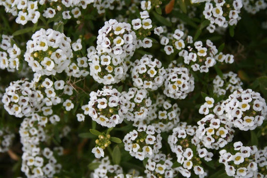 Tall White Sweet Alyssum