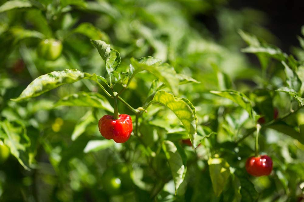 Caribbean Red Habañero, 25 Heirloom Seeds Per Packet, Non GMO Seeds