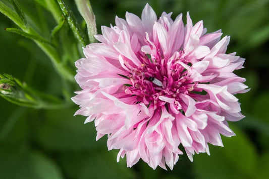 Tall Pink Bachelor Button