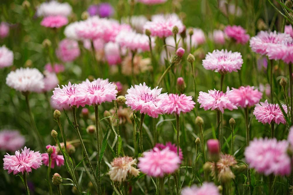 Tall Pink Bachelor Button