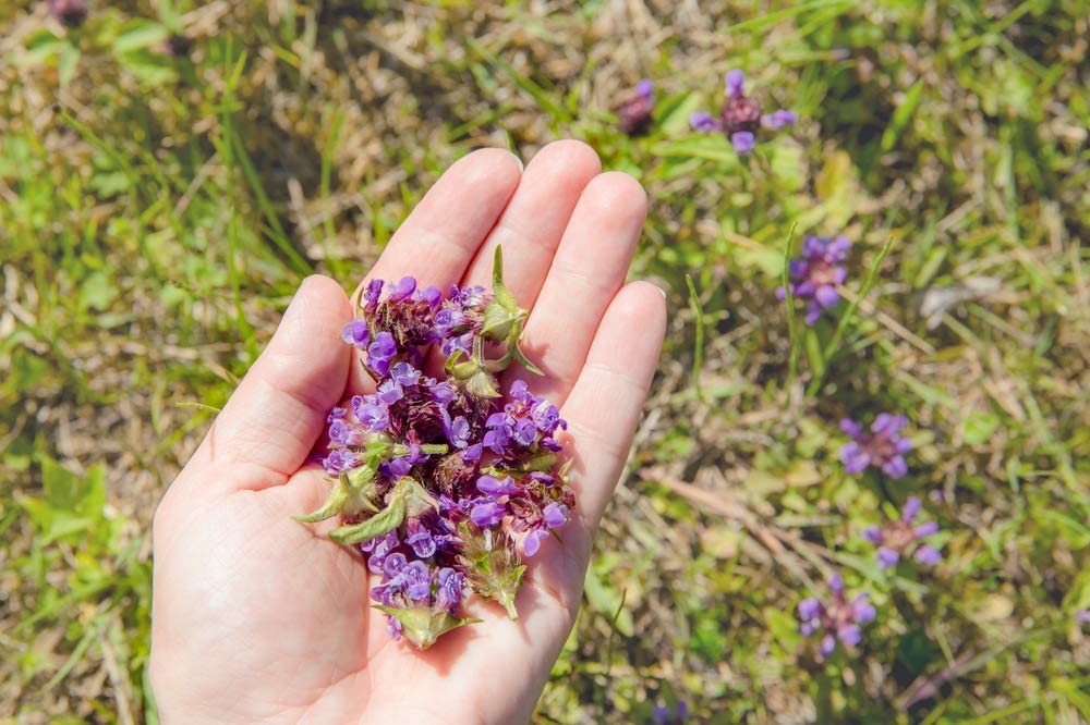 Lanceleaf Selfheal Heal All Flower, 250 Seeds Per Packet