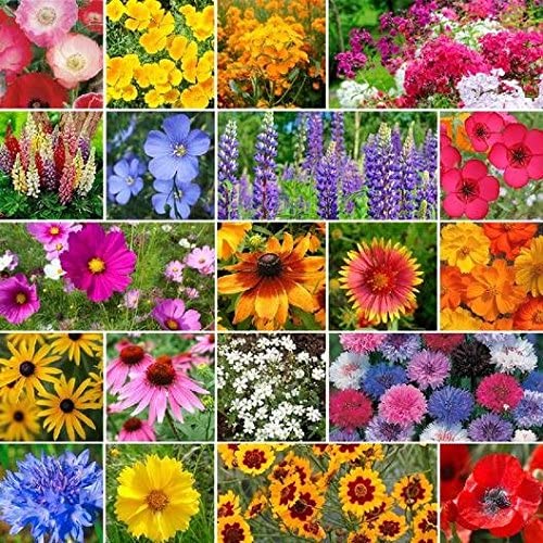 Birds Bees & Butterflies Flower Mix, 500 Seeds Per Packet, Non GMO Seeds
