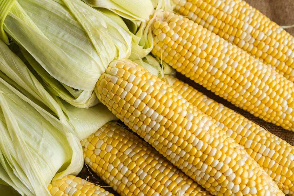 Nirvana Supersweet Corn, 25+ Heirloom Seeds Per Packet, Non GMO Seeds, Botanical Name: Zea Mays